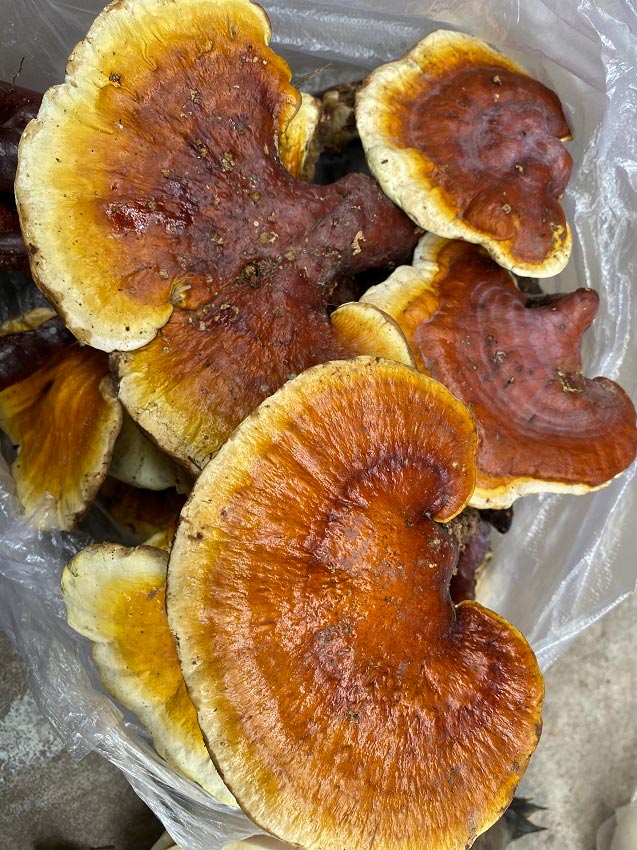 各種各樣的野生菌。供圖