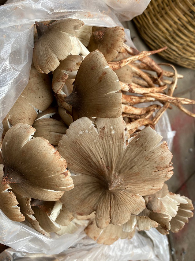 各種各樣的野生菌。供圖