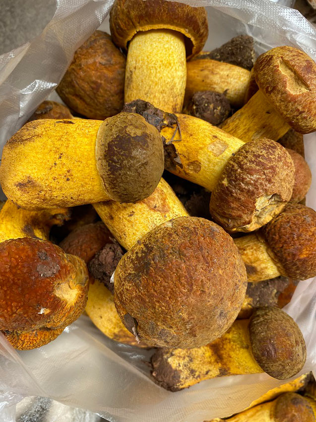 各種各樣的野生菌。供圖