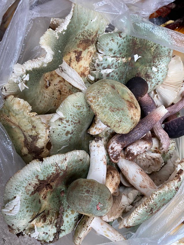 各種各樣的野生菌。供圖