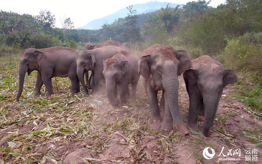 几头亚洲象正在吃老百姓种植的玉米（思茅区林草局 供图）