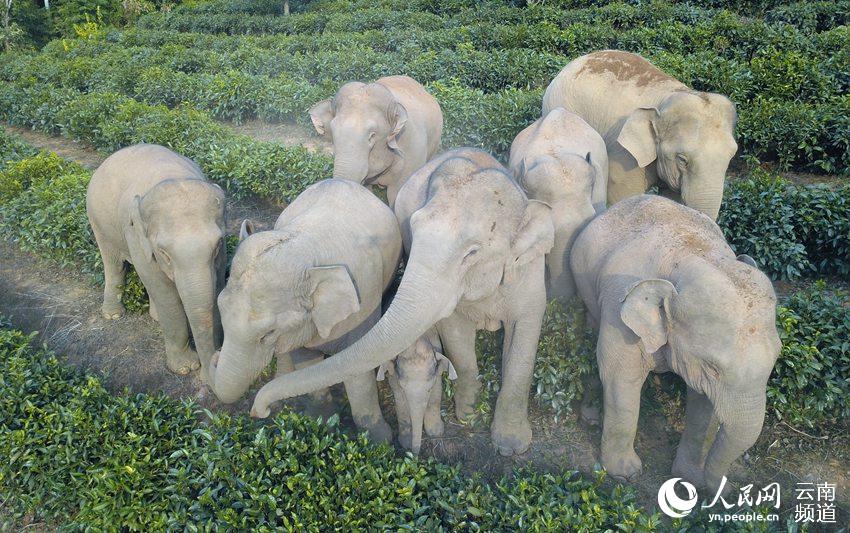 经常在思茅区活动的亚洲象（思茅区林草局 供图）