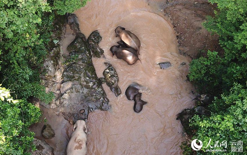 几头亚洲象正在河里洗澡（思茅区林草局 供图）