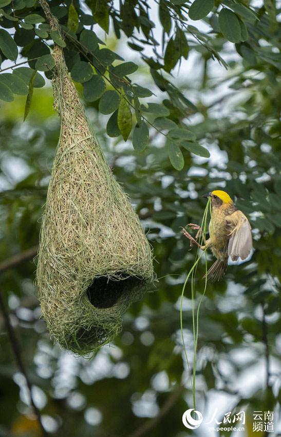 用蘆草編織自己的巢。攝影：張仁韜 