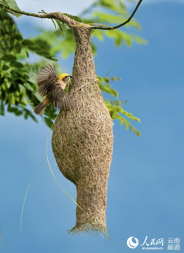 幼鳥出生后，雄鳥依然會不斷加固鳥巢。攝影：張仁韜 