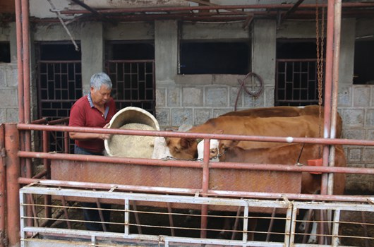 蘇光德正在喂牛（供圖）