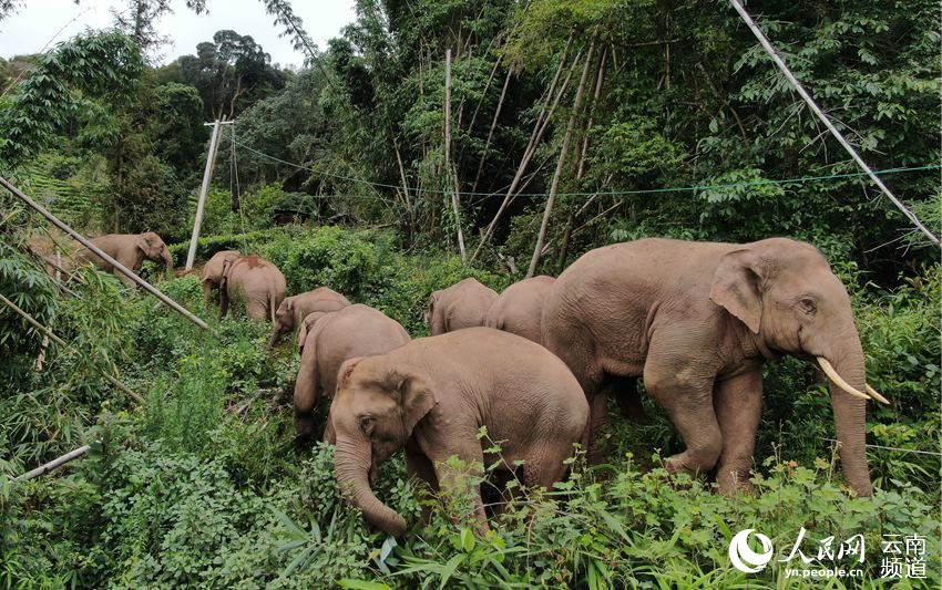 亞洲象監測員拍攝到的“短鼻家族”象群。（鄭璇 攝）