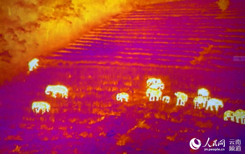 亞洲象監測員通過無人機熱成像鏡頭拍攝到的“短鼻家族”象群。（鄭璇 攝）