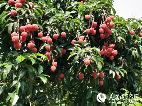 雲南省農科院培育的雲果。（供圖）