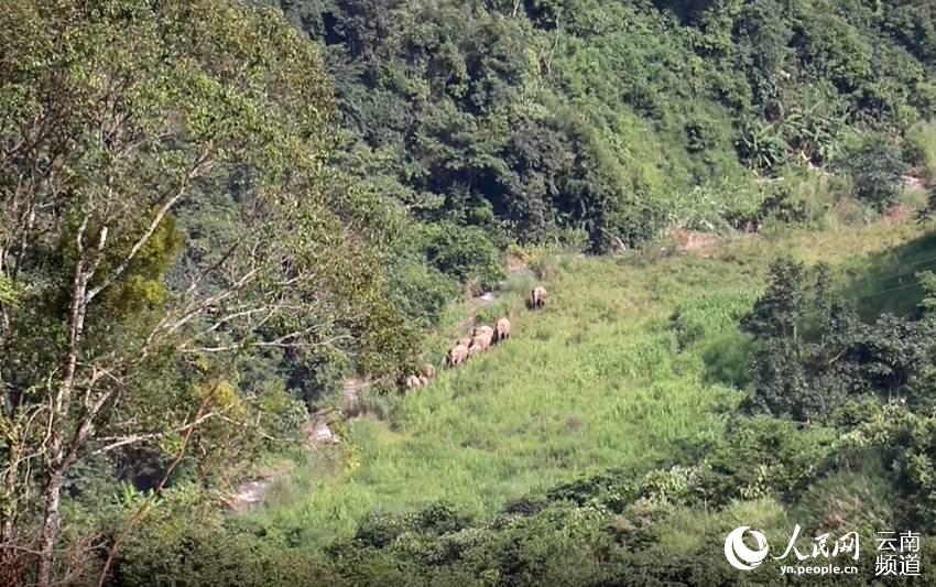 24頭野生亞洲象進入雲南寧洱境內（供圖）