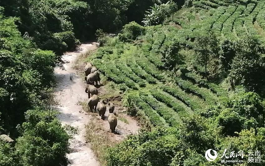 24頭野生亞洲象進入雲南寧洱境內（供圖）