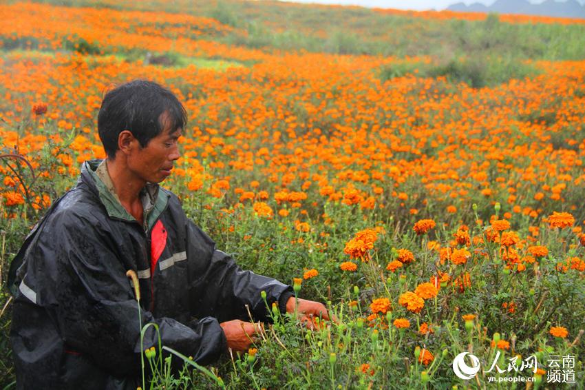 在雲南省紅河州建水縣、蒙自市，漫山遍野的萬壽菊正在怒放。人民網 程浩 攝