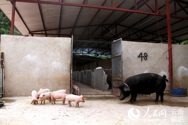 三寶山公司養的豬正茁壯成長。人民網 程浩 攝