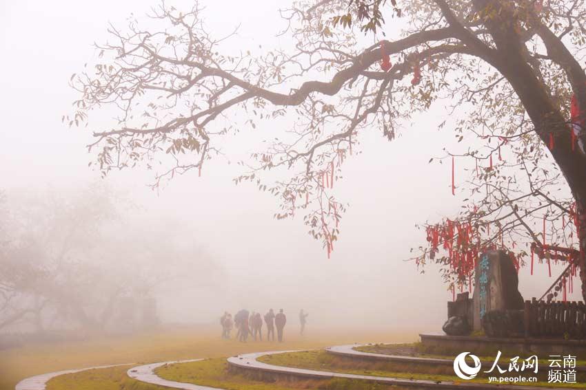 金秋十月，在被譽為“雲上村庄”的雲南省漾濞縣蒼山西鎮光明村，是景色最迷人的時節，走進景區到處雲霧繚繞，鳥語花香，吸引眾多游客前來觀光。攝影：楊佳燕