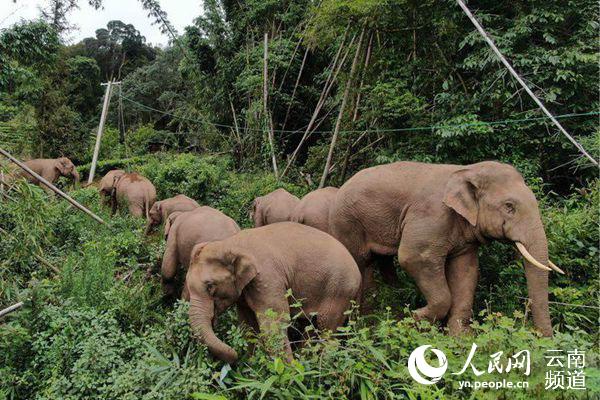 亞洲象監測員拍攝到的“短鼻家族”象群。（鄭璇 攝）
