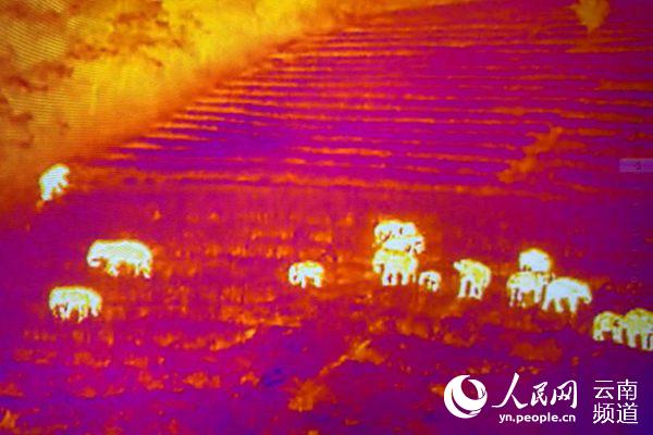 亞洲象監測員通過無人機熱成像鏡頭拍攝到的“短鼻家族”象群。（鄭璇 攝）
