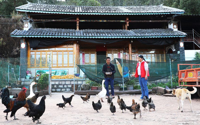 11月17日，字雲輝（左一）和妻子李海妹正在新居院裡給雞、鵝喂食。（楊佳燕 攝）