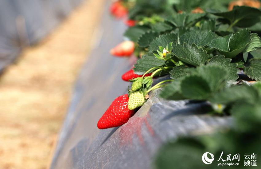 昆明市西山區碧雞街道辦事處西華社區和富善社區的冬季草莓熟了 攝影：符皓