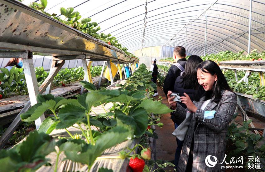 游客在立體化種植大棚觀賞草莓 攝影：符皓