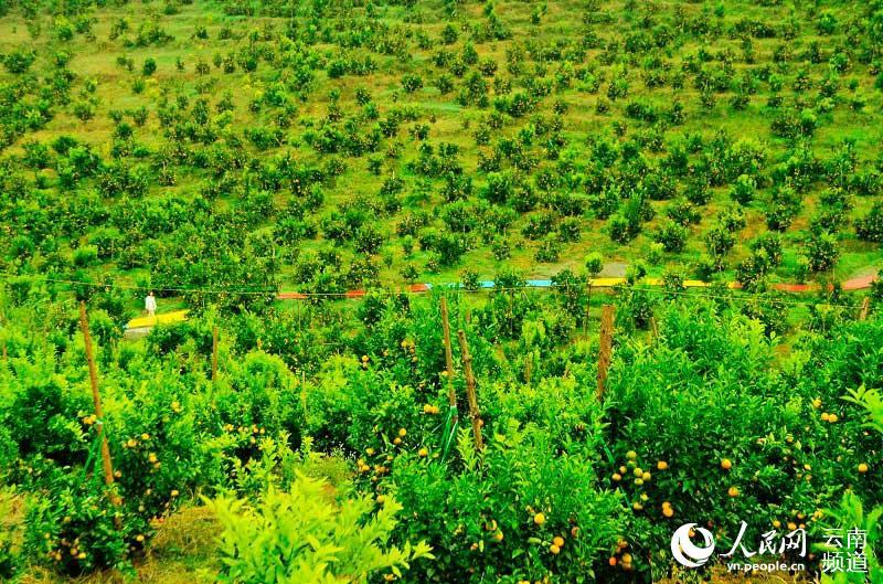 長底布依族鄉沃柑種植採摘園裡修建了可供游客採摘觀光的彩虹步道。（人民網 劉怡 攝）
