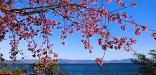 抚仙湖畔冬樱花绽放        在冬天的抚仙湖畔，冬樱花和腊梅花尽情的绽放。一排排樱花枝枝相接，如云如霞，婀娜多姿。