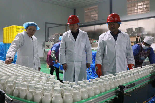 即便遇到寒潮天氣，核桃乳生產企業的生產工作未受絲毫影響。（杜明彥 攝）