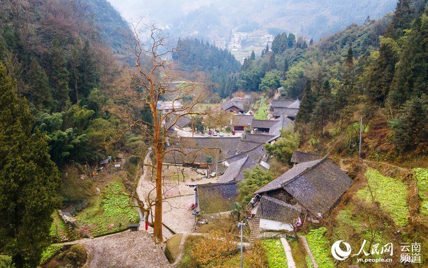 樹齡超過500年的川黔紫薇。（人民網 虎遵會攝）