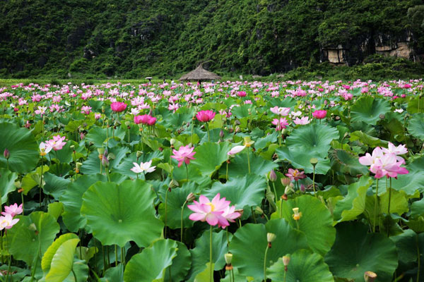 普者黑排龍村荷花鄉村旅游產業。張德華攝