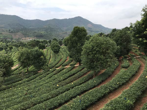 思茅區全力打造全國有機茶產業核心基地。陳娟娟攝