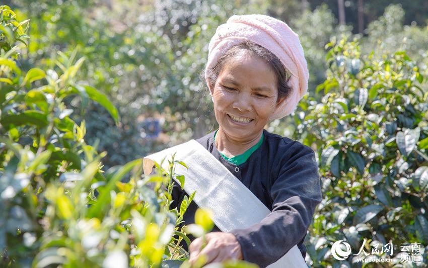 圖為一名布朗族群眾在採茶。人民網 虎遵會攝