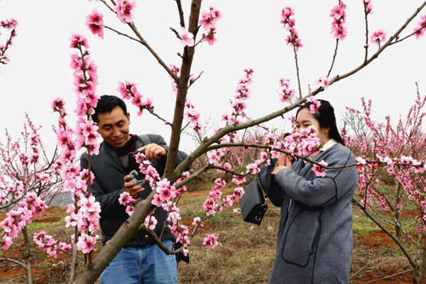 云南富源:桃花开满山 发展正当时