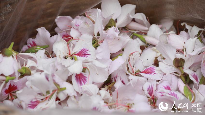 採摘的白露花。楊磊攝