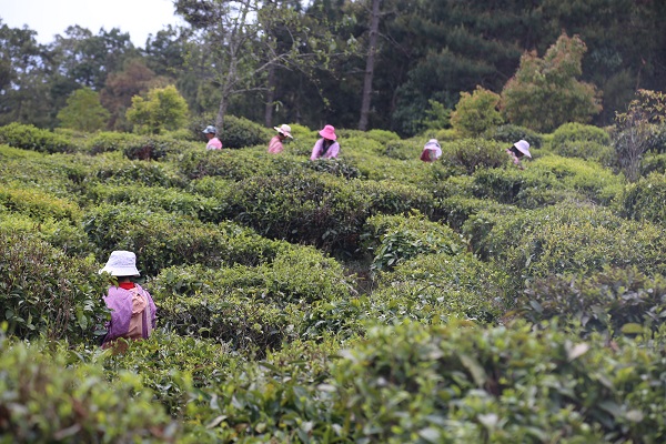 當地一家茶園裡，工人正採摘茶葉。 王寒玲攝 