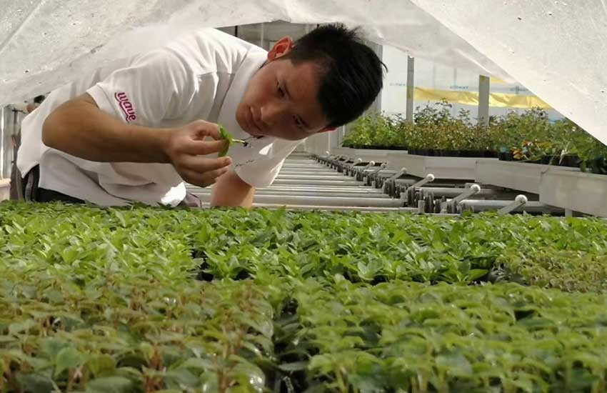 園區技術人員在查看幼苗長勢。李雪瓊攝
