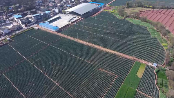 ���������ʹ�ί����Ƭ��ֲ����������������