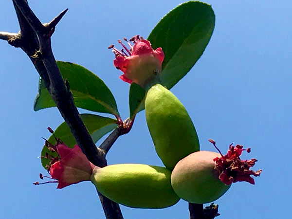 云南西盟：木瓜花开春意浓。周艳摄
