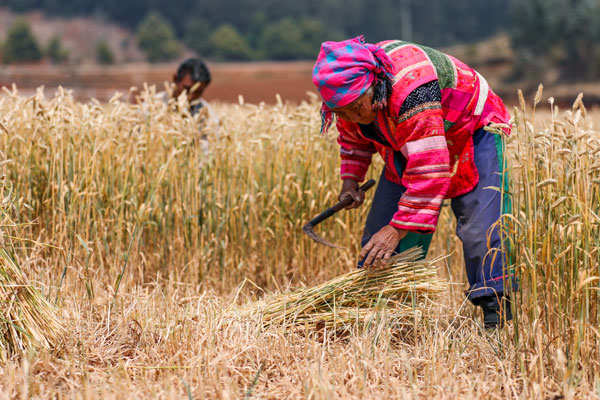 村民在收割小麥。陶家淇攝