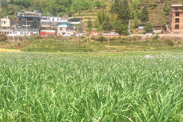 西山區團結街道蔡家社區成片的韭菜種植基地。徐木攝