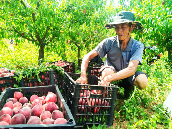 茶花村准備外銷的早熟蜜桃。李順攝