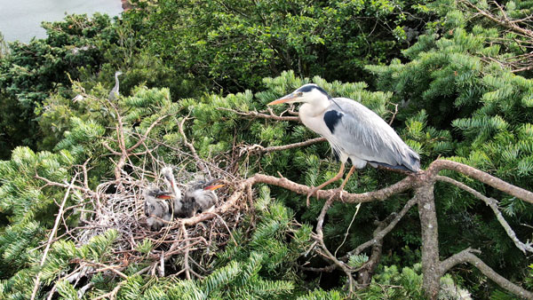 ��׳�����Ⱥ��