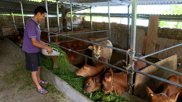 景东当地一家肉牛养殖户。景东县融媒体中心供图