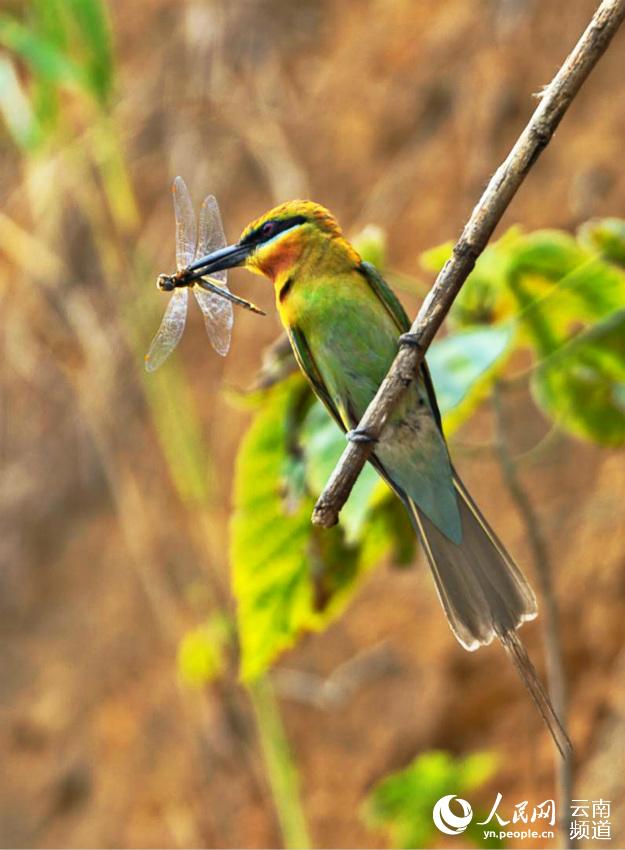 在雲南施甸看最美鳥兒之一的栗喉蜂虎。杜海生攝