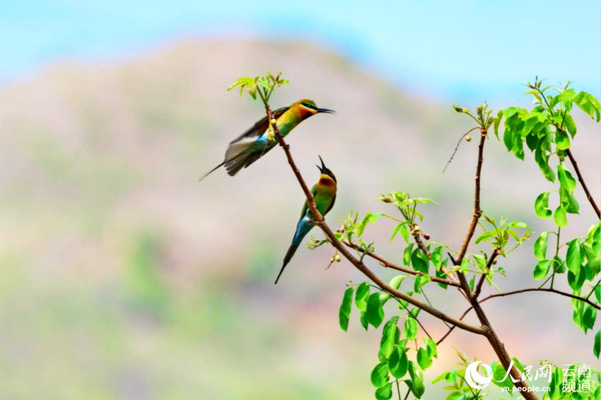 在雲南施甸看最美鳥兒之一的栗喉蜂虎。杜海生攝