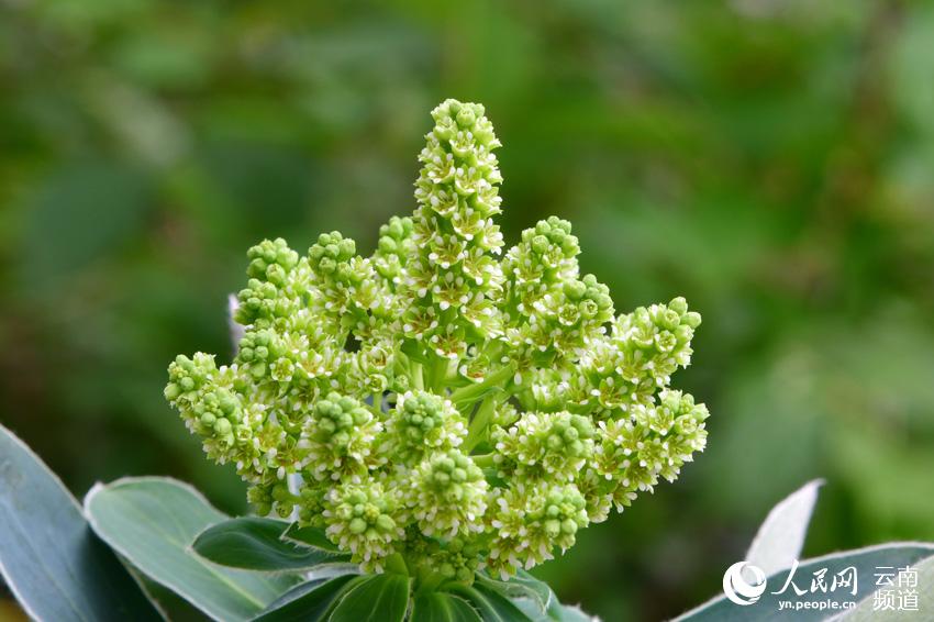 麗江高山植物毛葉鮮卑花。明升平攝