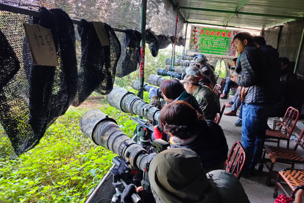 保山市隆陽區潞江鎮百花嶺村觀鳥產業成為踐行“綠水青山就是金山銀山”的生動實踐。