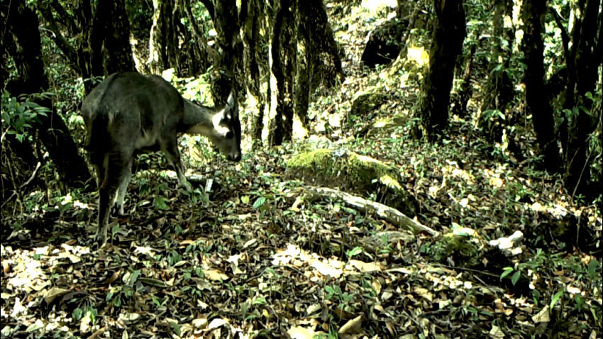 红外摄像机拍到的中华斑羚。镇沅县融媒体中心供图
