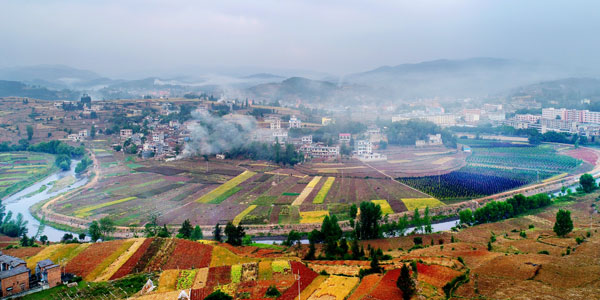 连日来,云南省曲靖市富源县大河镇陶园溪谷,起铺黄桃基地进入摘桃