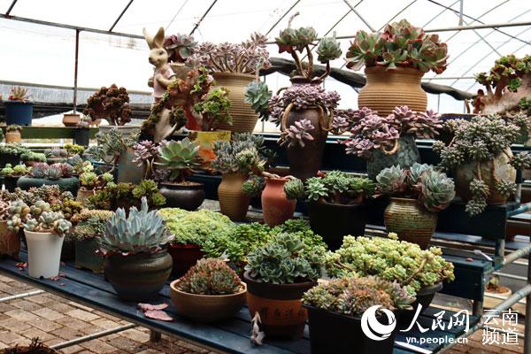 ����ɽ����ġ����⡱ֲ����ء������� �����