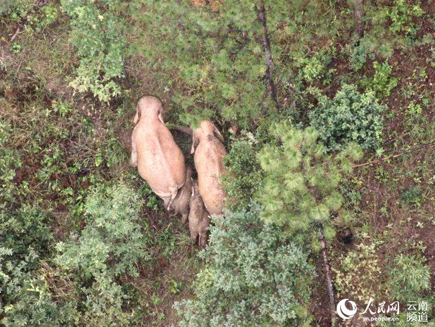 兩頭小象夾在兩頭大象中間，場面溫馨。雲南省森林消防總隊供圖