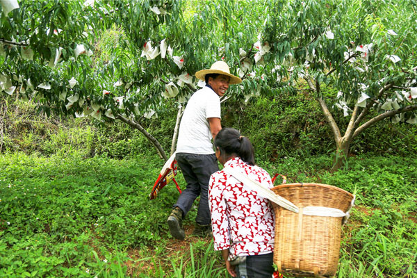 楊春福夫婦穿梭在自家果園裡採摘蜜桃。曹蔓夫攝
